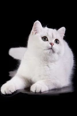 Белые пушистые кошки наряду с цветочным фоном