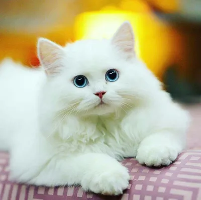 Белые пушистые кошки - изысканное украшение вашего экрана