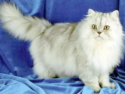 Белые кошки: чистота и очарование на фото