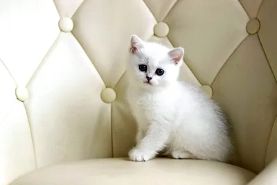 Картинки белых пушистых кошек - идеальный выбор для обоев