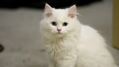 Привлекательные изображения белых кошек в формате jpg