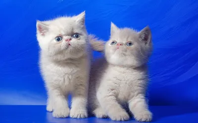 Роскошные белые кошки на фотоснимках