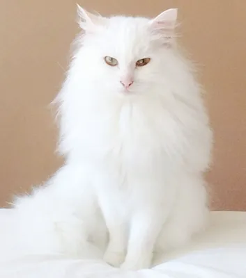 Белые пушистые кошки - прекрасные фоны и обои для скачивания
