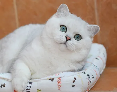 Фотографии белых пушистых кошек для ценителей красоты