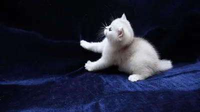 Волшебные фото белых пушистых кошек