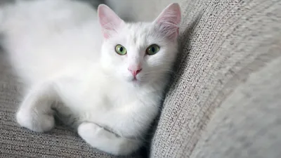 Белые кошки на фотографиях со стильными обоями