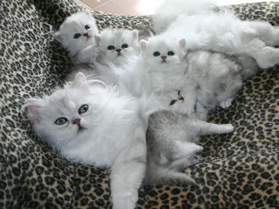 Фото и изображения белых пушистых кошек в формате webp