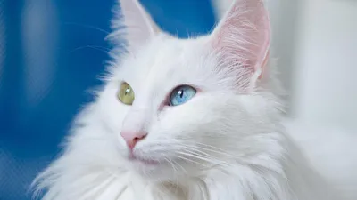 Белые пушистые кошки - идеальное обои для рабочего стола
