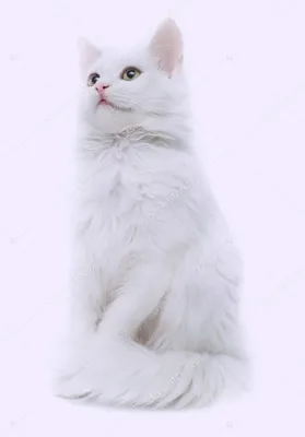 Потрясающие фото белых пушистых кошек