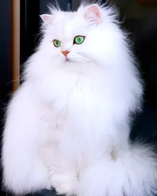 Белые кошки на фотографии: покорители сердец