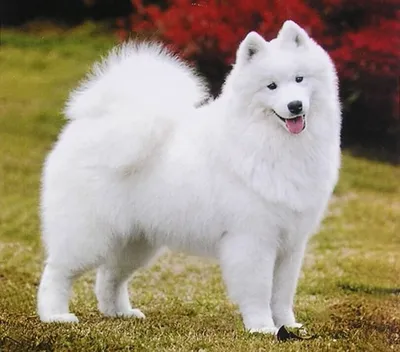 Белые пушистые собаки фото фотографии