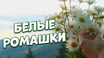 Букет из хризантем - Цветочный Маркет 24 в Видном