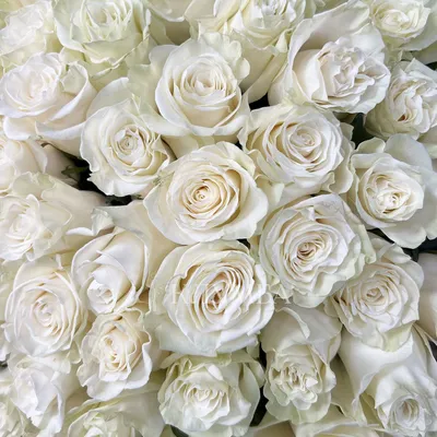 Высокие белые розы Премиум (большой бутон) Эквадор - купить букет с  доставкой по Тамбову