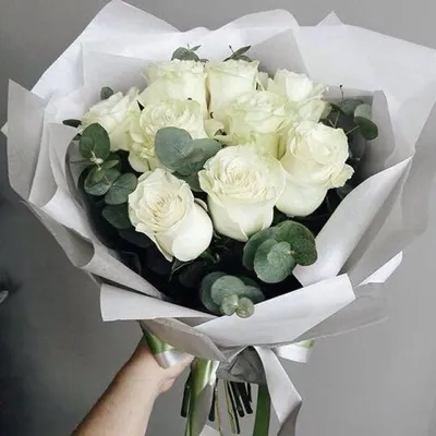 Белые розы фото фотографии
