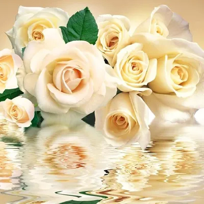 💐 33 белые розы Price 3200₴ Seller beautyflowers - Zaporizhia