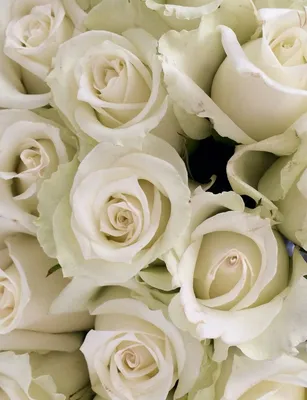 Белые розы красивые фото фотографии