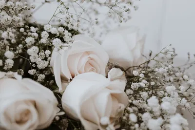 Белые розы на снегу фотографии