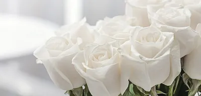 Белые розы сорта фото фотографии