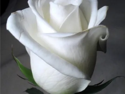 ТОП 5 сортов белых роз - Блог о цветах и флористике