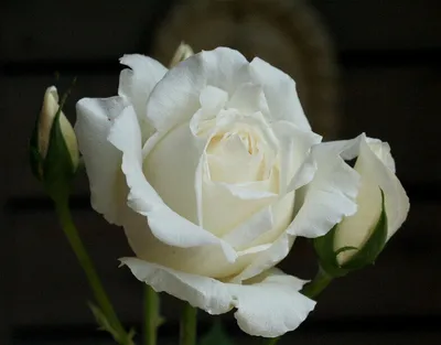 Белые чайно-гибридные розы. Саженцы белых роз