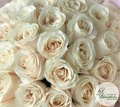 Свежих 7 белых роз под ленту по цене 2160 ₽ - купить в RoseMarkt с  доставкой по Санкт-Петербургу