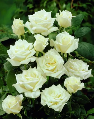 25 белых роз сорта Mondial - купить с доставкой в Иркутске