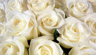 Компания Цветы оптом. Белые розы. Какие выбрать.
