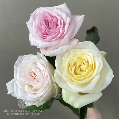 Белая роза сорта Прауд - Цветочная мастерская Ангаж