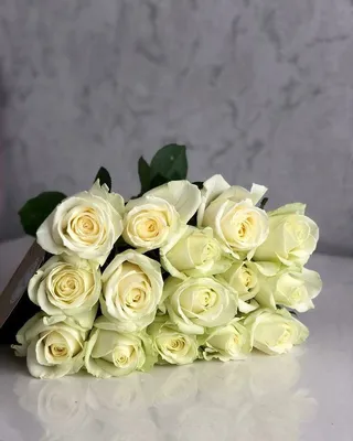 Цветы Бишкек - Голландские Розы сорта \"Proud\" невероятно белые и очень  стойкие розы! Имеются в наличии 🤗 от 130 сом Про большом количестве от 95  сом 📲996552222318 Работаем круглосуточно Цветочный магазин Фикус