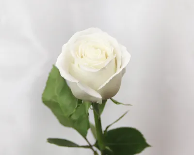 25 белых роз Мондиаль / Mondial (Эквадор) - доставка цветов Пермь