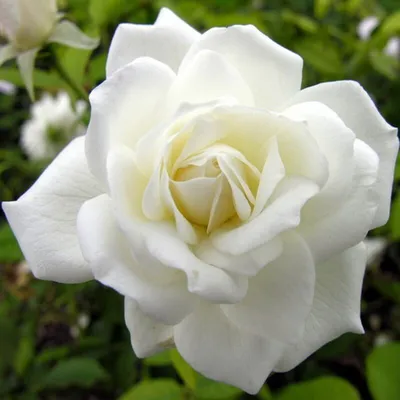 Букет 11 белых роз Эквадор купить в Солигорске