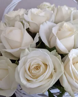 15 белых роз сорта Аваланш | Белые розы, Доставка цветов, Цветы