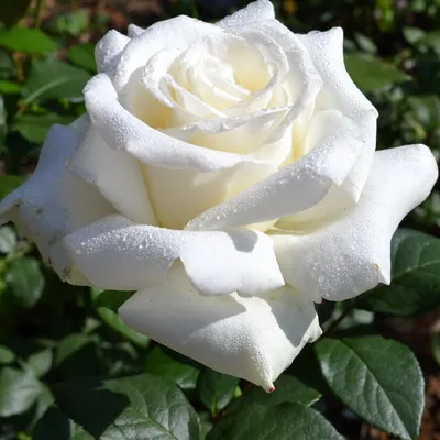 Белый букет пионовидных и кустовых роз | купить недорого | доставка по  Москве и области