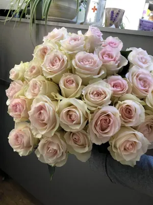 101 белая метровая роза, сорт Мондиаль, купить с доставкой в  royal-flowers.dp.ua