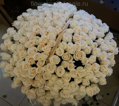 Купить шикарные белые розы Вайт Охара ✿ Оптовая цветочная компания СПУТНИК