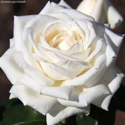 Корзина с красными и белыми розами - купить в интернет-магазине Rosa Grand