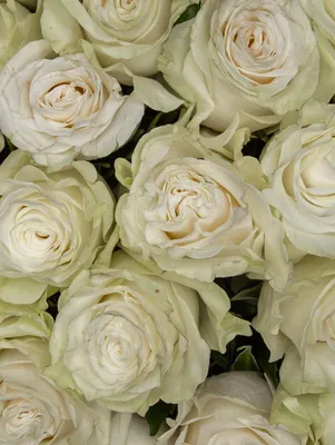25 красных и белых роз | купить недорого | доставка по Москве и области