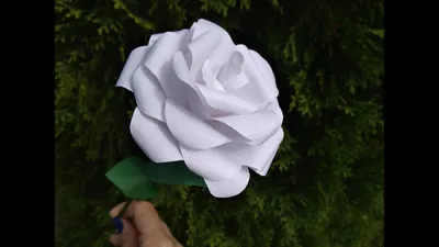 25 белых роз в белой коробке- купить в СПб с доставкой в интернет магазине  \"Цветочкин\"