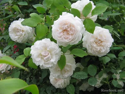 Белые розы в саду фото фотографии