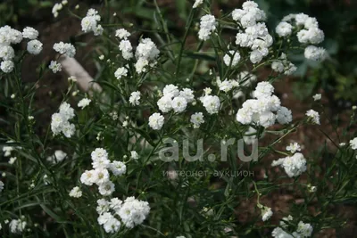 Белые садовые цветы и фото фотографии