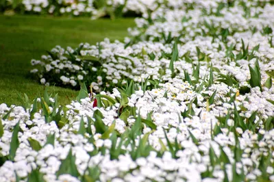 Декоративные цветы из ткани \"Гортензии Дуболистные\" (Pastel Flowers), белые,  12 шт купить в интернет-магазине скрапбукинга в Москве - Stuff4Scrap