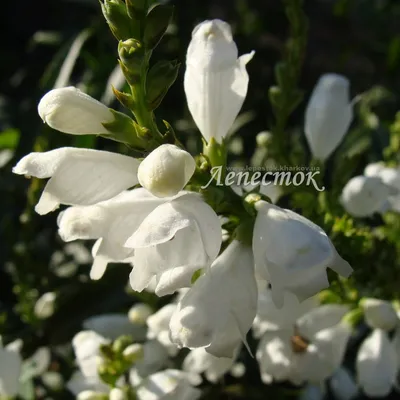Белые цветы — фото. Садовые растения с белыми цветками. | Любимые цветы