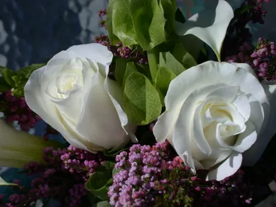 Садовые цветы с белыми лепестками: 4 красивых и интересных растения | Наш  огород и не только | Дзен