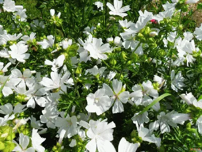 Белые садовые цветы - 63 фото