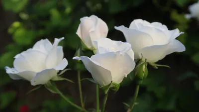 Белые розы. Галерея фото | Белые розы, Розы, Белая роза
