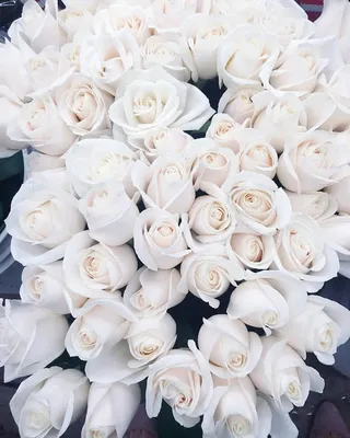 Красивые белые цветы :: Стоковая фотография :: Pixel-Shot Studio