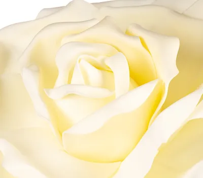 Белые декоративные цветы - купить декоративный цветок белого цвета в  Москве, цена в каталоге интернет-магазина | ogogo.ru - Страница 2