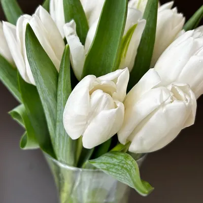 Белые тюльпаны в вазе фото фотографии