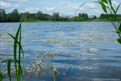 Водяные лилии - панно в монохроме в интернет-магазине Ярмарка Мастеров по  цене 12500 ₽ – D6S5LBY | Панно, Москва - доставка по России