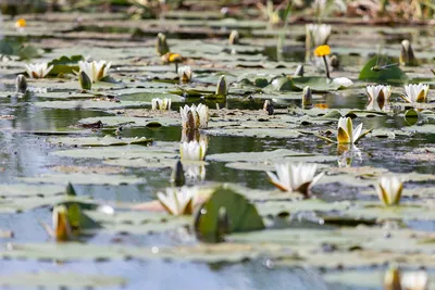 картинки : воды, природа, цвести, лист, цветение, ботаника, Рыжих, Водное  растение, Флора, белый цветок, водяная лилия, цветы, Лили, водяные лилии,  Нимфея, Lake Rose, Nuphar Lutea, цветущее растение, Наземный завод  3264x2448 - -